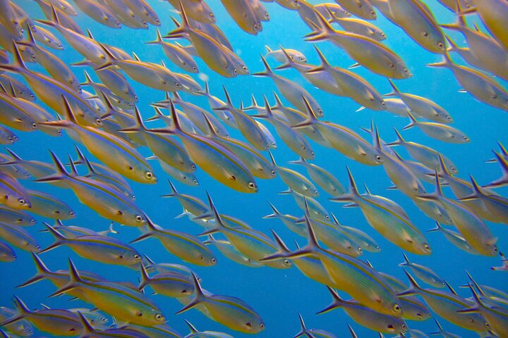 Tour di navigazione, SUP e snorkeling nelle Isole Whitsunday - Bassa affluenza