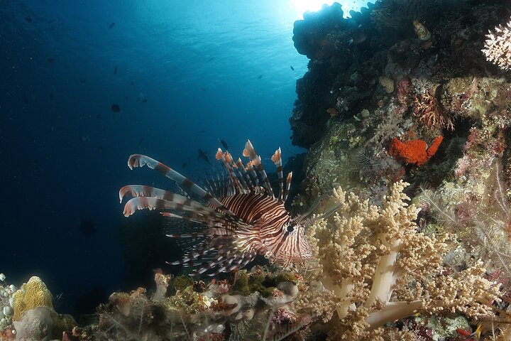 Island Hopping, Hike & Schnorchel Semporna Tun Sakaran Marine Park