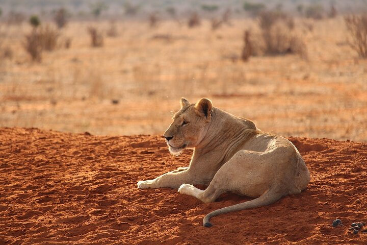 NUIT DE SAFARI AU PARC NATIONAL DE TSAVO EAST DEPUIS MOMBASA orDIANI