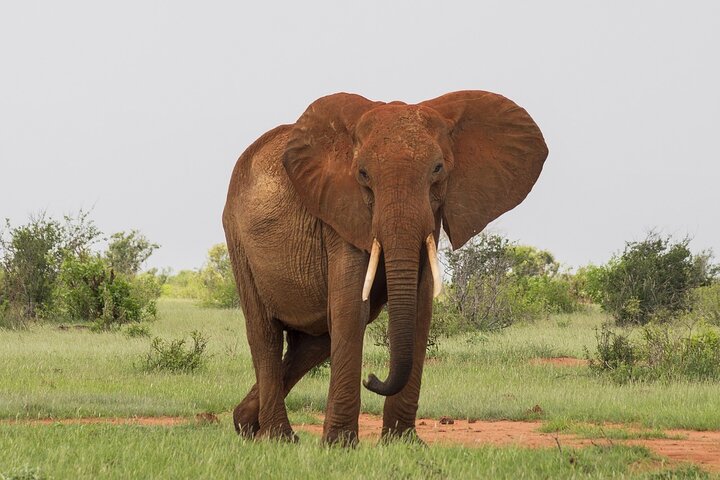 NUIT DE SAFARI AU PARC NATIONAL DE TSAVO EAST DEPUIS MOMBASA orDIANI