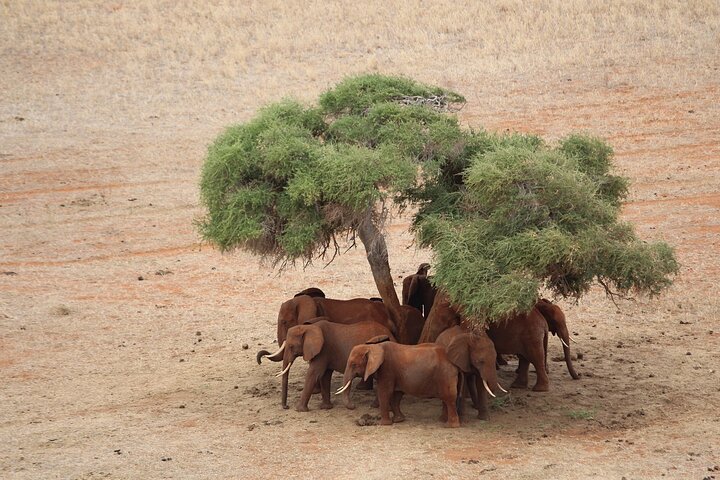 NUIT DE SAFARI AU PARC NATIONAL DE TSAVO EAST DEPUIS MOMBASA orDIANI