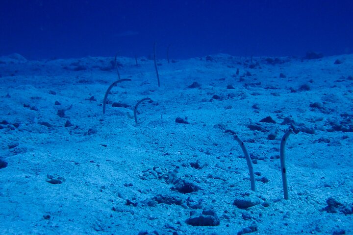 Okinawa Scuba Diving voor gecertificeerde duikers (3 bootduiken + lunch)