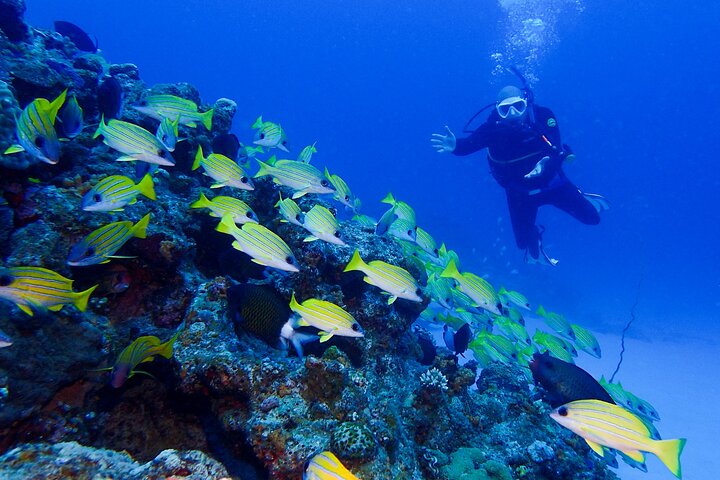 Okinawa Scuba Diving voor gecertificeerde duikers (3 bootduiken + lunch)