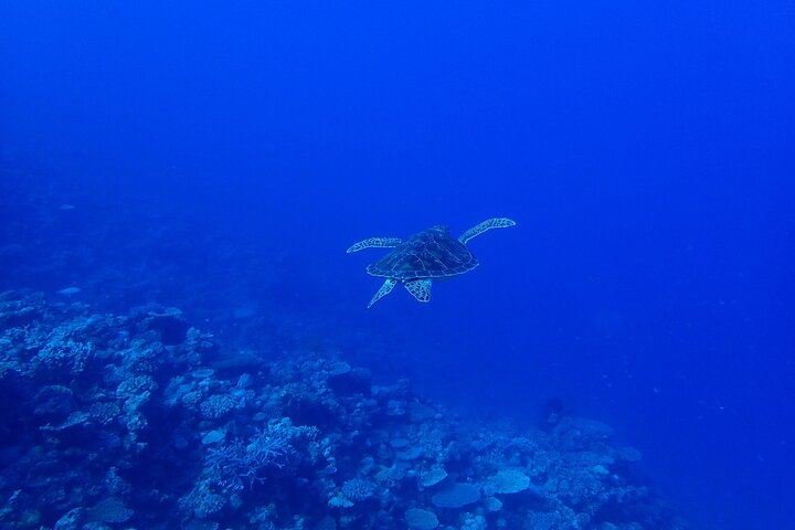 Okinawa Scuba Diving voor gecertificeerde duikers (3 bootduiken + lunch)