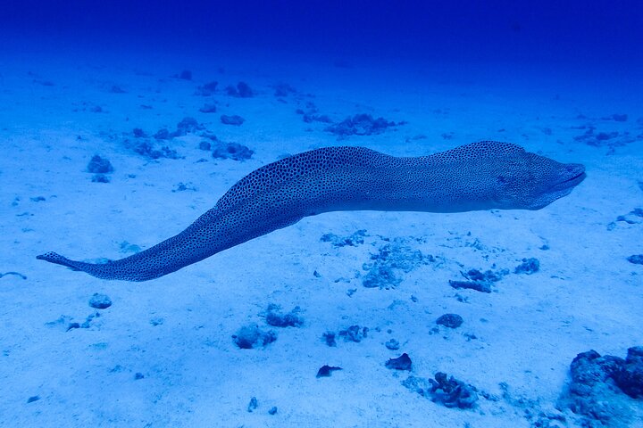 Okinawa Scuba Diving voor gecertificeerde duikers (3 bootduiken + lunch)