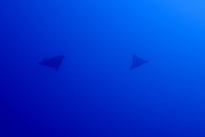 Okinawa Scuba Diving voor gecertificeerde duikers (3 bootduiken + lunch)