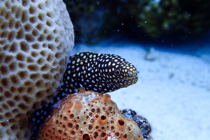 Okinawa Scuba Diving voor gecertificeerde duikers (3 bootduiken + lunch)