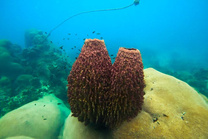 5 eilanden-dagtour rond Koh Tao en Koh Nangyuan