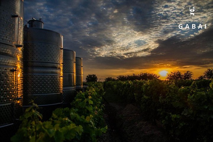 Desvendando a essência: os cativantes passeios de vinho da vinícola Gabai
