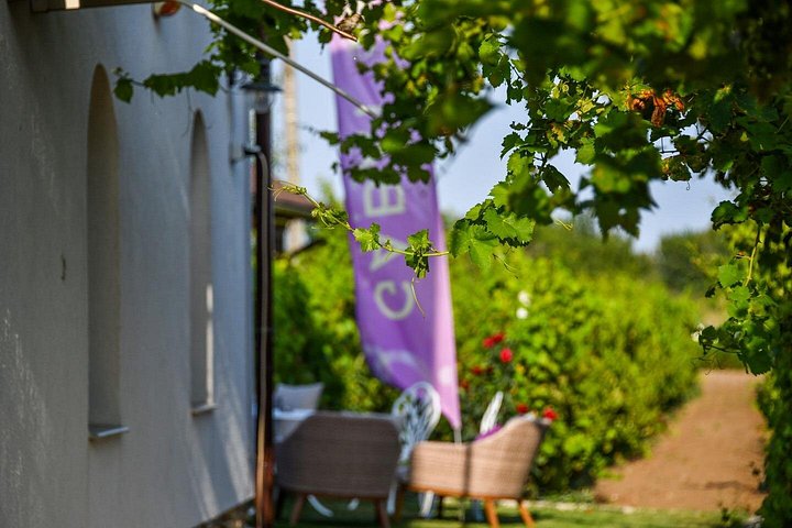 Desvendando a essência: os cativantes passeios de vinho da vinícola Gabai