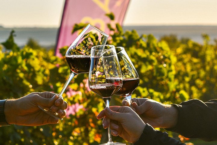 Desvendando a essência: os cativantes passeios de vinho da vinícola Gabai