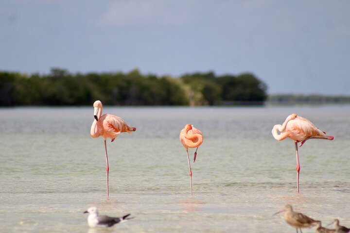 Colectivo Turístico Rio Lagartos+Coloradas (Lago Rosa)+Cenote