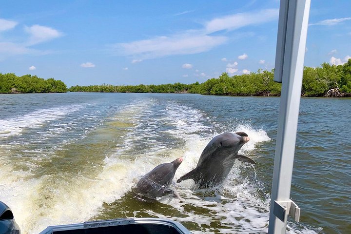 Recorrido ecológico por la playa en barco con manatíes, delfines y 10 000 islas