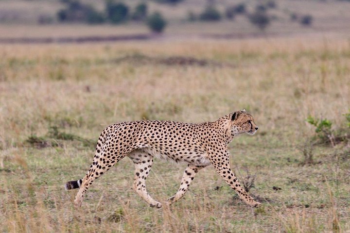 NUIT DE SAFARI AU PARC NATIONAL DE TSAVO EAST DEPUIS MOMBASA orDIANI
