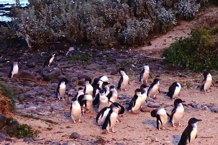 Phillip Island: Golden Hour Penguin Express Tour med Island Pickup