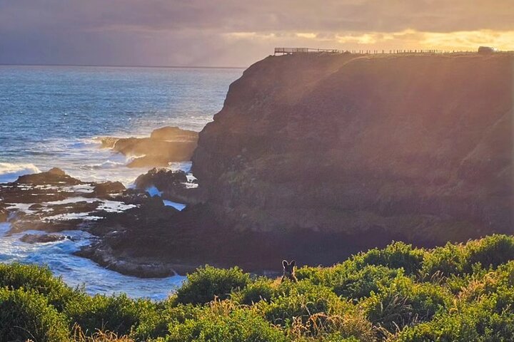 Phillip Island: Golden Hour Penguin Express Tour med Island Pickup