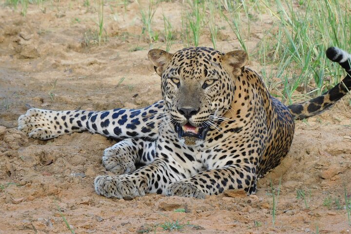 Yala Nationalpark Safari Touren - Halbtages- & Ganztagesausflüge