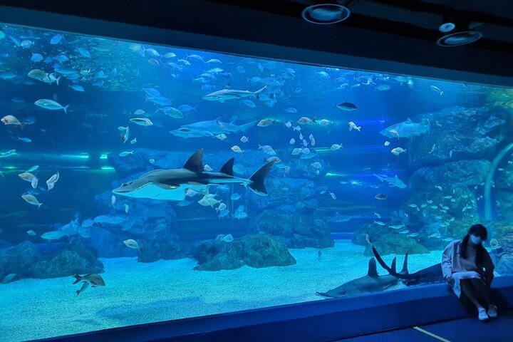 Ermäßigte Eintrittskarte für den Gwanggyo Aqua Planet (내국인 불가)