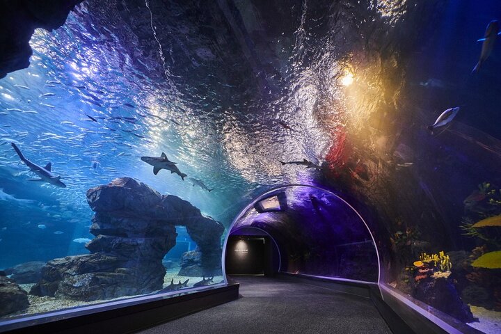 Ermäßigte Eintrittskarte für den Gwanggyo Aqua Planet (내국인 불가)