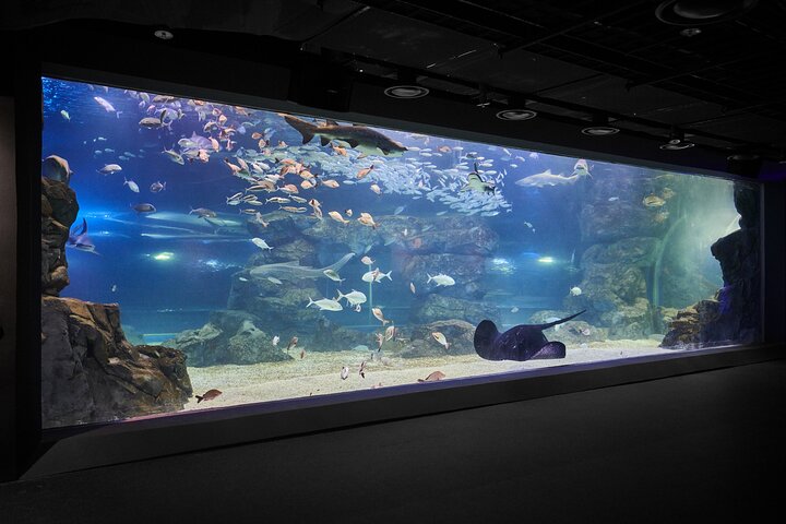 Ermäßigte Eintrittskarte für den Gwanggyo Aqua Planet (내국인 불가)