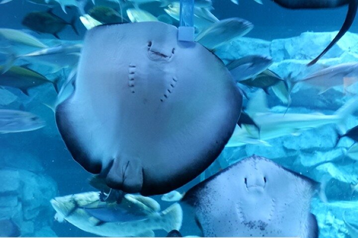 Ermäßigte Eintrittskarte für den Gwanggyo Aqua Planet (내국인 불가)