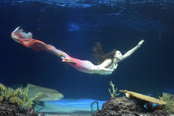 Ermäßigte Eintrittskarte für den Gwanggyo Aqua Planet (내국인 불가)