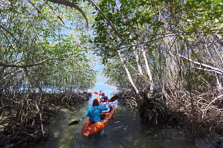1 times mangrovetur fra Lembongan med kajak, padle eller båd