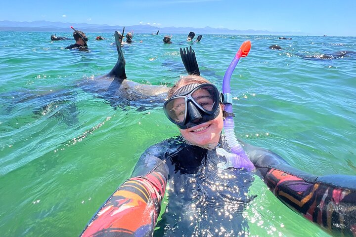 プレテンベルグ湾でアザラシと泳ぐ