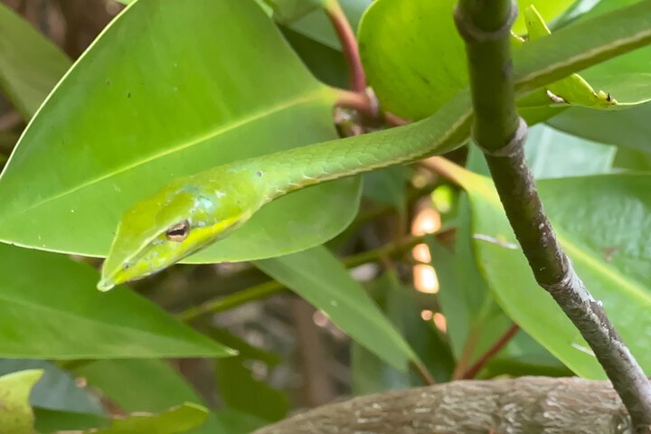 2 uur Bentota River Safari: krokodillen, apen, mangroves en meer