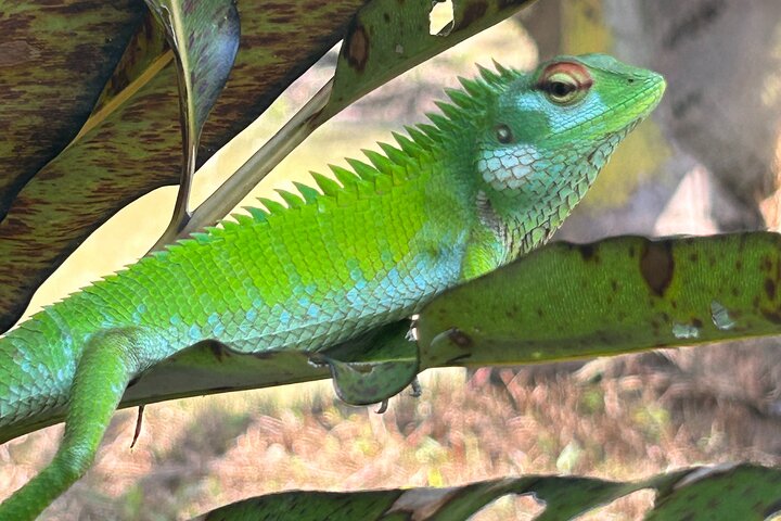 2 uur Bentota River Safari: krokodillen, apen, mangroves en meer