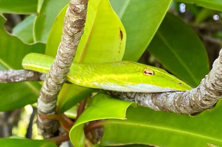 2 uur Bentota River Safari: krokodillen, apen, mangroves en meer