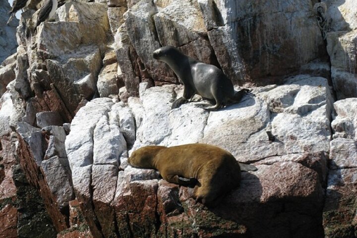 Ballestas-øyene fra Puerto San Martin