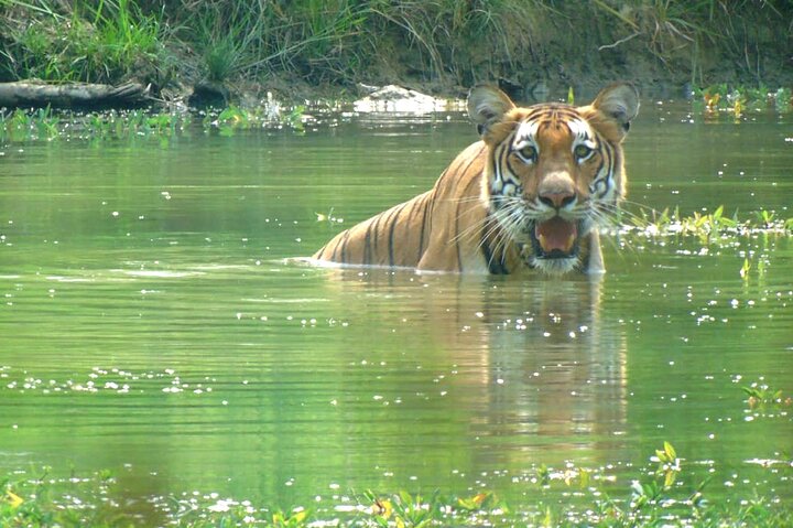 Halve dag Jeep Safari delen in Chitwan National Park