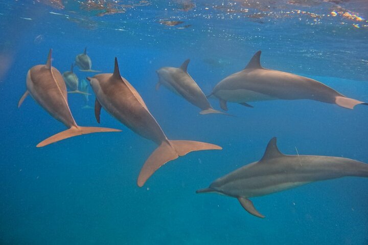 Whale Dream ltd - Whales watching and swim with dolphins