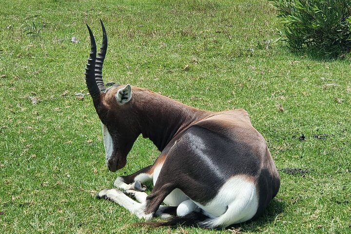 Passeio guiado pelo Kragga Kamma Game Park Safari em Port Elizabeth