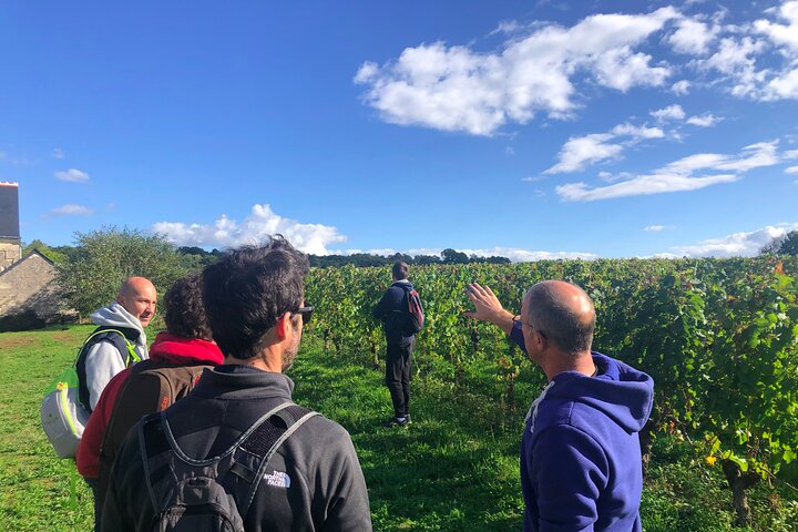 Loiredalens vintur på eftermiddagen från Tours eller Amboise