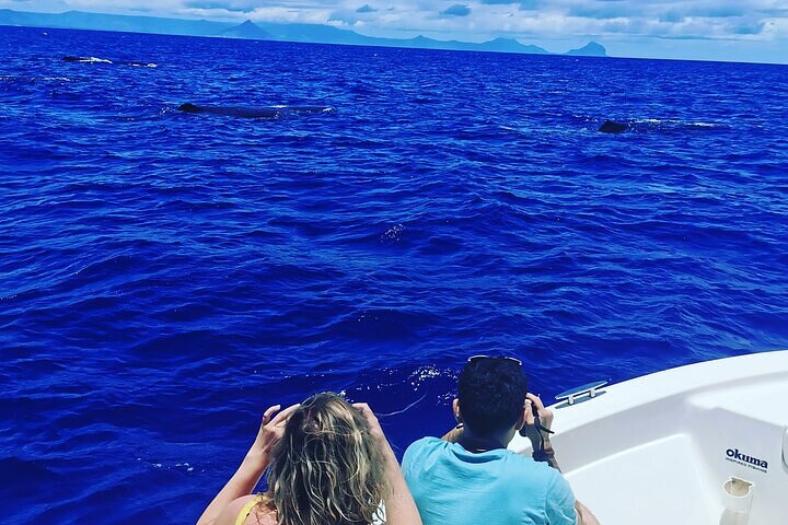 Whale Dream ltd - Whales watching and swim with dolphins