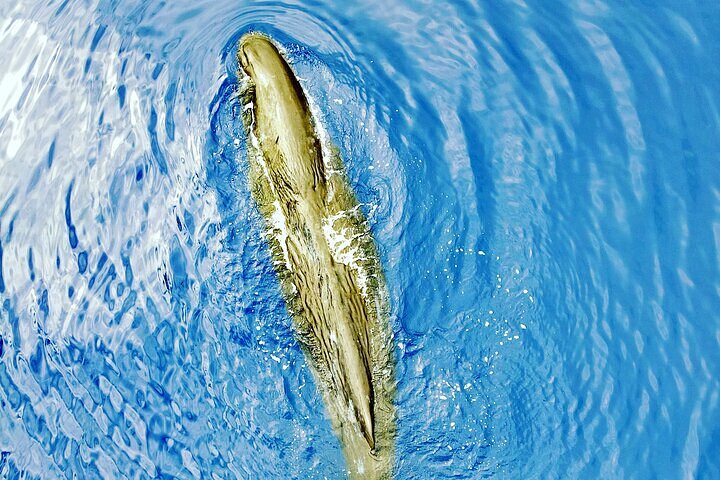 Whale Dream ltd - Whales watching and swim with dolphins