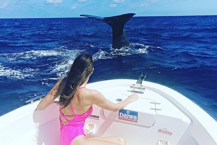 Whale Dream ltd - Whales watching and swim with dolphins