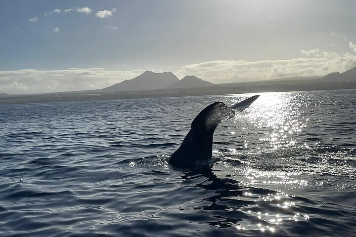 Whale Dream ltd - Whales watching and swim with dolphins