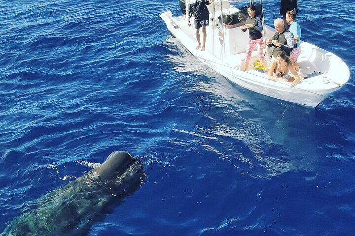 Whale Dream ltd - Whales watching and swim with dolphins