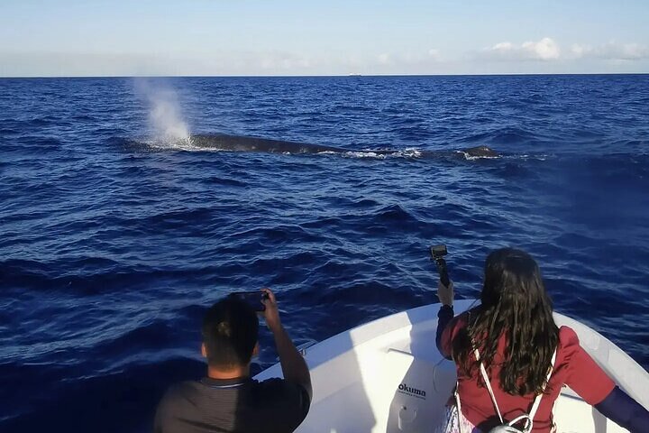 Whale Dream ltd - Whales watching and swim with dolphins