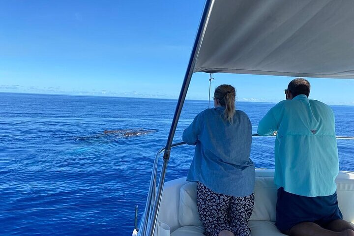 Whale Dream ltd - Whales watching and swim with dolphins