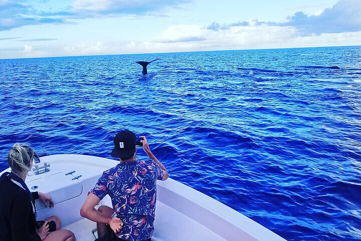 Whale Dream ltd - Whales watching and swim with dolphins