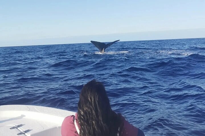 Whale Dream ltd - Whales watching and swim with dolphins