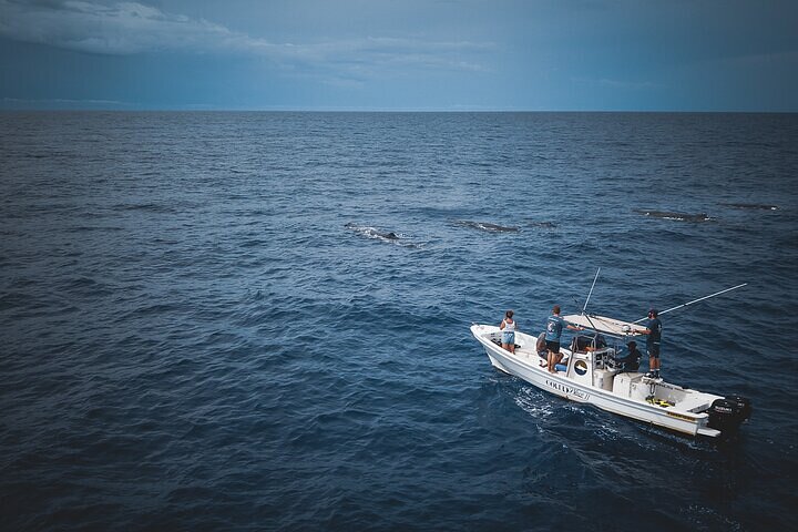 Whale Dream ltd - Whales watching and swim with dolphins