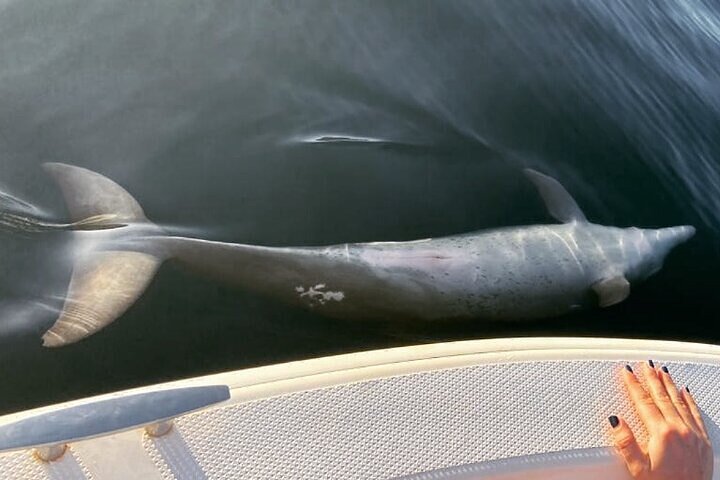 Whale Dream ltd - Whales watching and swim with dolphins