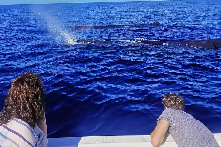 Whale Dream ltd - Whales watching and swim with dolphins