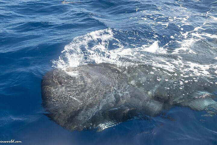 Whale Dream ltd - Whales watching and swim with dolphins