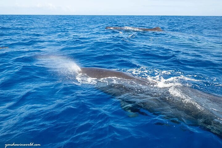 Whale Dream ltd - Whales watching and swim with dolphins